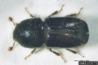 Ips typographus