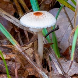 Lepiota cristata