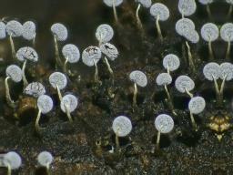Physarum album