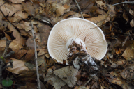 Hygrophorus russula