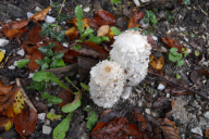 Coprinus comatus