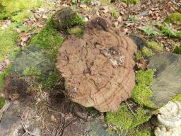 Ganoderma applanatum