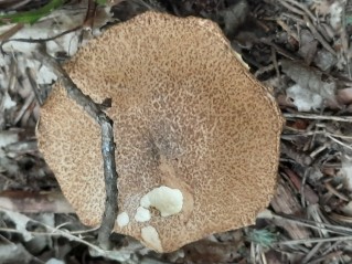 Suillus variegatus