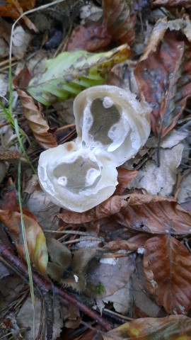 Clathrus archeri