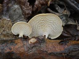 Neofavolus alveolaris