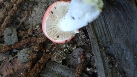 Russula emetica