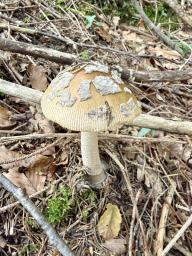 Amanita ceciliae