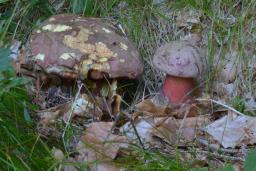 Rubroboletus rubrosanguineus