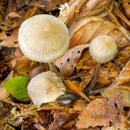 Mycena galericulata