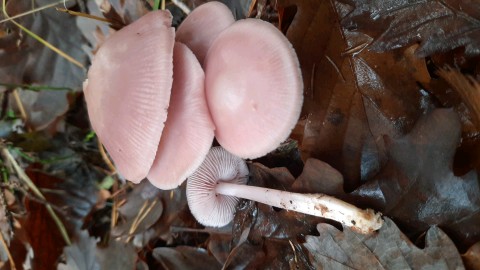 Mycena rosea