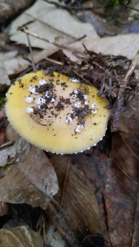 Amanita gemmata