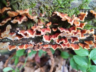 Stereum hirsutum