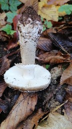 Amanita excelsa