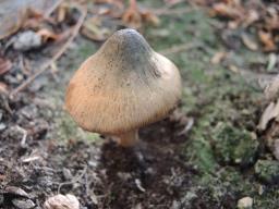 Inocybe corydalina