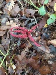 Clathrus archeri