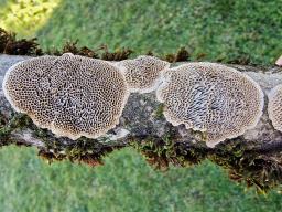 Trametes trogii