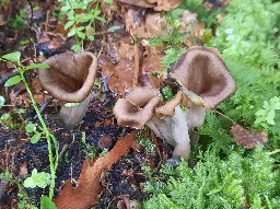 Craterellus cornucopioides