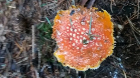 Amanita muscaria