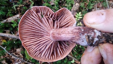 Hygrophorus capreolarius