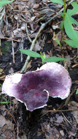 Russula amoena