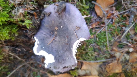 Russula cyanoxantha