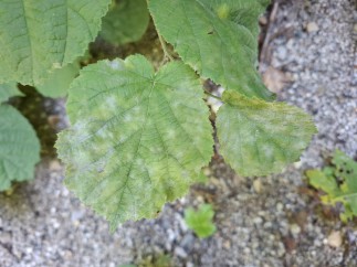 Erysiphe corylacearum