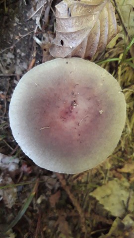 Russula heterophylla