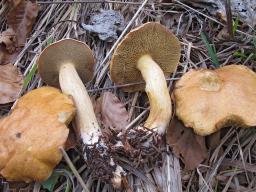 Suillus bovinus