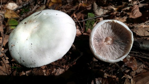 Agaricus sylvicola