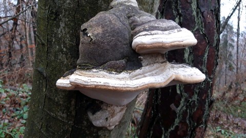 Fomes fomentarius