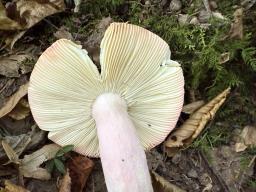 Russula rosea