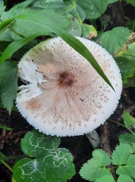 Macrolepiota mastoidea