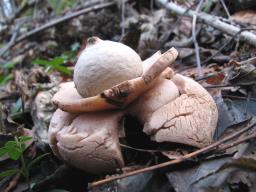 Geastrum triplex