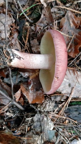 Tricholomopsis rutilans