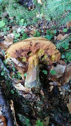 Neoboletus erythropus