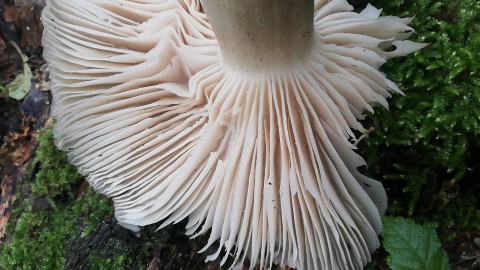 Megacollybia platyphylla