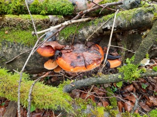 Fomitopsis pinicola