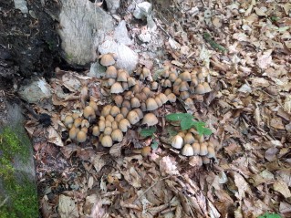 Coprinellus micaceus