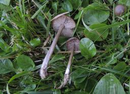 Entoloma occultipigmentatum