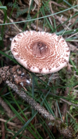 Lepiota echinella