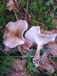 Ampulloclitocybe clavipes