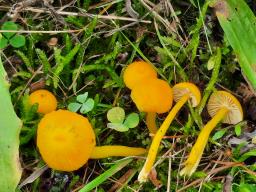 Hygrocybe ceracea