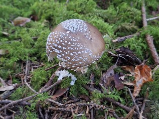 Amanita pantherina