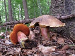 Neoboletus erythropus