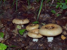 Lactarius zonarius
