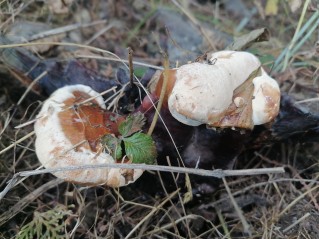 Ganoderma carnosum