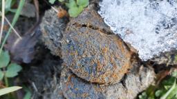 Lasiobolus ciliatus