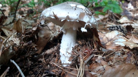 Amanita excelsa