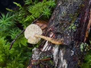 Lentinus substrictus