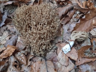 Ramaria fennica